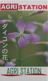 ダイコンの花