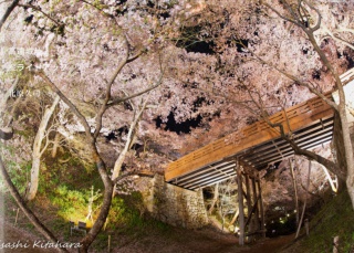 高遠城址　桜ライトアップ