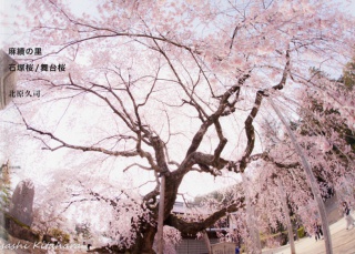 麻績の里 石塚桜/舞台桜　