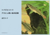 トパズとシトリ-アカヒレ飼い始め日記